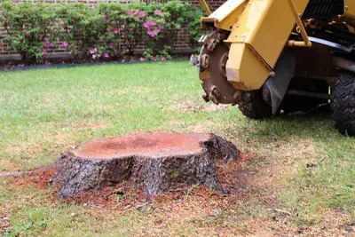 A Burnie tree strump being grinded using our state-of-the-art stump grinding equipment
