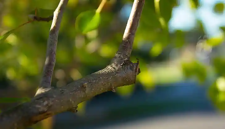 A tree that has been freshly pruned by our tree pruning service in Burnie