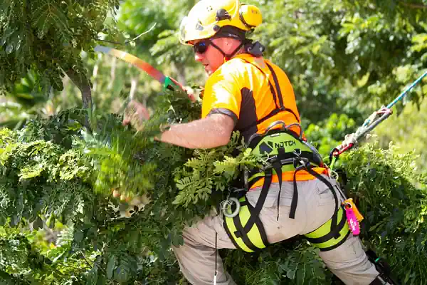 A tree being pruned by our pruing arborist in Burnie