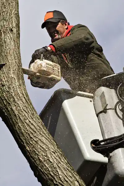 tree removal in Burnie